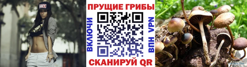 где купить наркотик  сайты даркнета какой сайт  Галлюциногенные грибы MAGIC MUSHROOMS  Котельники 